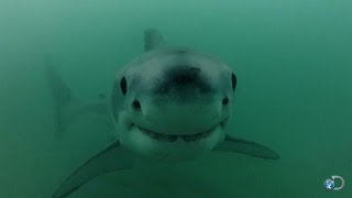 Great White Pupping Ground Discovered [upl. by Bridwell]