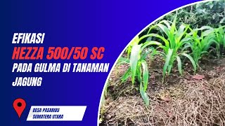 EFIKASI HERBISIDA HEZZA 50050 SC PADA GULMA DI TANAMAN JAGUNG DI DESA PASARIBU SUMATERA UTARA [upl. by Alemahs910]