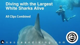 Giant Great White Sharks in Hawaii All Footage and Dolphins [upl. by Inalial]