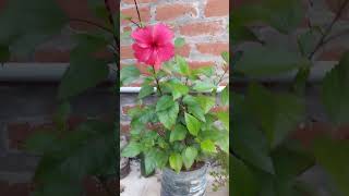 sembaruththi plant video [upl. by Abert]