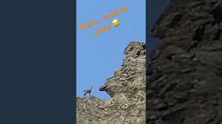 Chamois climbing a cliff  Chamois grimpant une falaise nature wildlife suisse chamois [upl. by Erfert]