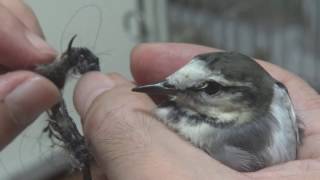 【野鳥保護】捕らわれのセキレイちゃん～第一回目の足枷の異物取り除き手術（＾＾；） [upl. by Eohce628]