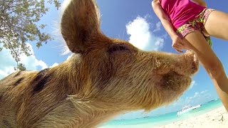 Swimming With Pigs amp Snorkeling Thunderball Grotto  Sailboat Story 41 [upl. by Justine]