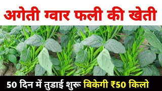 अगेती ग्वारफली की खेती बनाएगी लखपति gavar fali ki kheti kaise kare  cluster beans farming in hindi [upl. by Aerdnaek816]