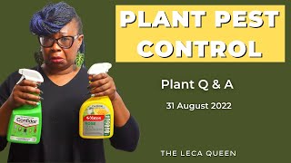 Plant PEST Control and other plant QUESTIONS answered  Leca Queen [upl. by Traci]