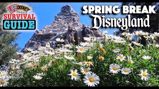 Spring Season at Disneyland  Survival Guide Tips amp Tricks  How to Plan Your Visit [upl. by Alleiram676]