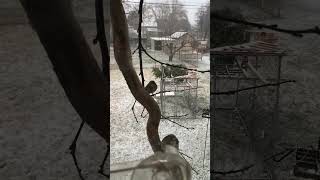 Yellowrumped Warblers outside the window [upl. by Mir]