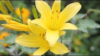 Hemerocallis minor  Taglilie Day Lily [upl. by Anavahs]