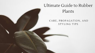 Ultimate Guide to Rubber Plants Care Propagation and Styling Tips [upl. by Gipson338]