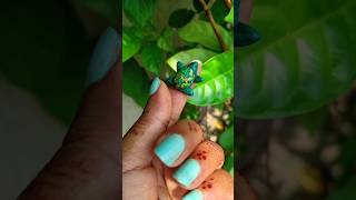 Cute mini turtle with clay 🐢💛😍 diy creative youtubeshorts shorts shortsviral [upl. by Nnaitak251]