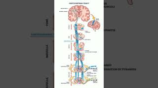 Corticospinal Tract shorts [upl. by Hamish]