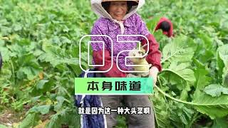 “食多D大頭菜”荷塘大頭菜都係江門必買特產手信之一永東江門線單程只要70蚊來回票130蚊 低至5折 永東帶您輕鬆遊江門。江門旅遊 江門美食 狂飆 大灣區好去處 永東巴士 深中通道 [upl. by Gambell]