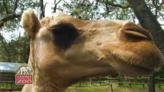 Zoo Video Tour of Lowry Park Zoo in Tampa Florida Baby elephant amp much more [upl. by Arika]