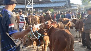 HARGA TERBARU PASAR SIYONO GUNUNGKIDUL BAKALAN JANTAN DAN PEDETAN 💥HARGA TURUN [upl. by Yrol627]