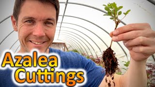 How to Grow Azaleas from Cuttings  Propagating Rooted Cuttings of Azalea Plants [upl. by Eelinej]