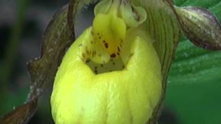 Yellow Ladys Slipper with Two Potential Pollinators [upl. by Novyaj]