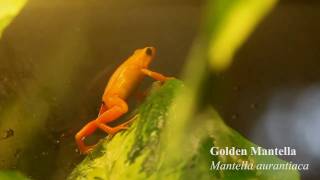 Golden mantella Mantella aurantiaca [upl. by Morette]