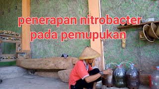 penggunaan nitrobacter untuk pemupukan buah tanaman [upl. by Thaddus]