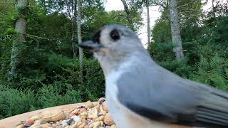 Cardinal Titmouse Chickadees Nuthatch [upl. by Aihsal31]