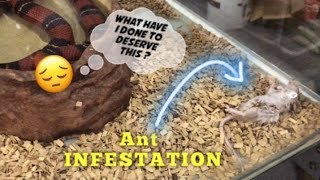 Pet store feeds ANT INFESTED MOUSE to SNAKE  Wow [upl. by Anayd]