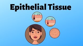 Different types of epithelial tissue [upl. by Ahsonek511]