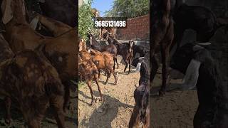 Roopnagar Goat Farm Wale kya khilate hain apni Bakriyon ko goatfeed shots bakripaln [upl. by Petite]