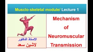 Neuromuscular transmission Lashin دلاشين [upl. by Zetnwahs]