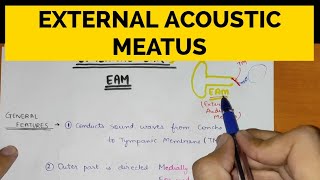 External Ear  1  External Acoustic Meatus [upl. by Centonze637]