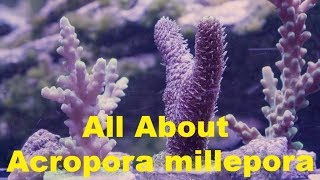 All About Acropora millepora information about this common reef tank sps coral [upl. by Snevets874]