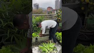 My small vegetable garden roof garden top planting vegetable [upl. by Linker]