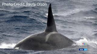 New species of orca may be in BC waters [upl. by Nwahsek221]