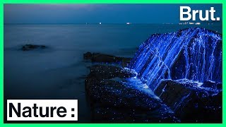 La bioluminescence est visible partout à travers le monde [upl. by Averil]