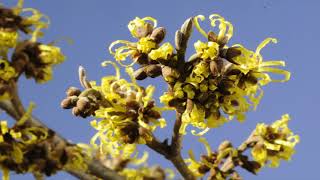 Flower timelapse Hamamelis intermedia Westerstede Witch hazel time lapse [upl. by Godrich]