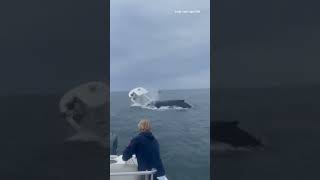 SCARE AT SEA Dramatic footage shows a breached whale [upl. by Sidell]