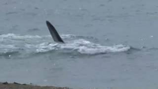 Whales along the shore Baleines au bord de la plage [upl. by Kathlene]