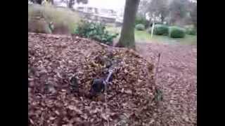 Our Daft Labrador in a pile of leaves [upl. by Ahsieni]