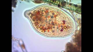 Инфузория туфелька под микроскопом under microscope [upl. by Annek]