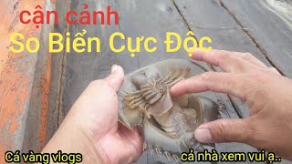 Cách Phân Biệt Con SO vs Con Sam Đơn Giản NhấtHow to distinguish nulliparous vs sam [upl. by Lemaj126]