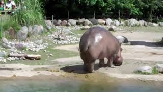 Try not to LaughHippo has the Worlds Biggest FART [upl. by Yelserp]