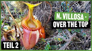 133 Mount Kinabalu die geilsten Nepenthes auf dem höchsten Berg in Borneo [upl. by Ahcim240]