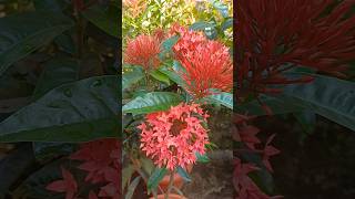 Beautiful ixora flower flower ixora ixoraplant [upl. by Aniv]