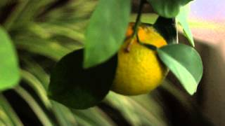 My Full Size Indoor Orange Tree Begins to Ripen [upl. by Dena383]