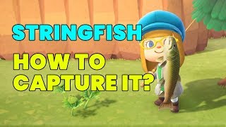 How to Capture STRINGFISH in Animal Crossing New Horizons [upl. by Mozart]