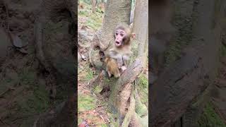 Funny baby monkeys Funny and adorable moments Funny moments that make you laugh to tears 163 [upl. by Adnopoz831]