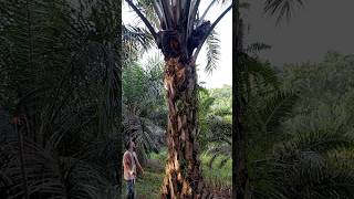 shortvideo palmoil kulisawit kelapasawit [upl. by Dyche]