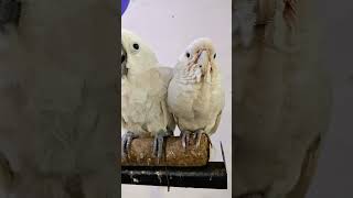 galleryta cokato  gofin cokato birds vairalvideo [upl. by Tepper527]