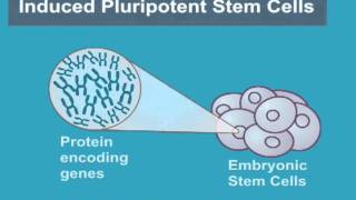 What are Induced Pluripotent Stem Cells iPS Cells [upl. by Asirac]