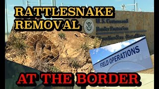 Removing Rattlesnakes for US Border Control [upl. by Caughey]