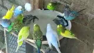 Relajante Canto de Periquitos Australianos 🦜 cantoperiquitos [upl. by Borden771]