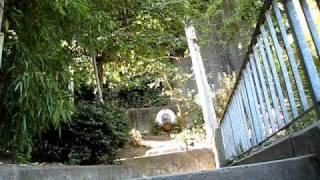 Greenwich Street Stairs San Francisco California [upl. by Afas]